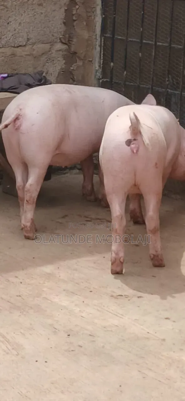 Weaners, Growers and Pregnant Pigs for Sale