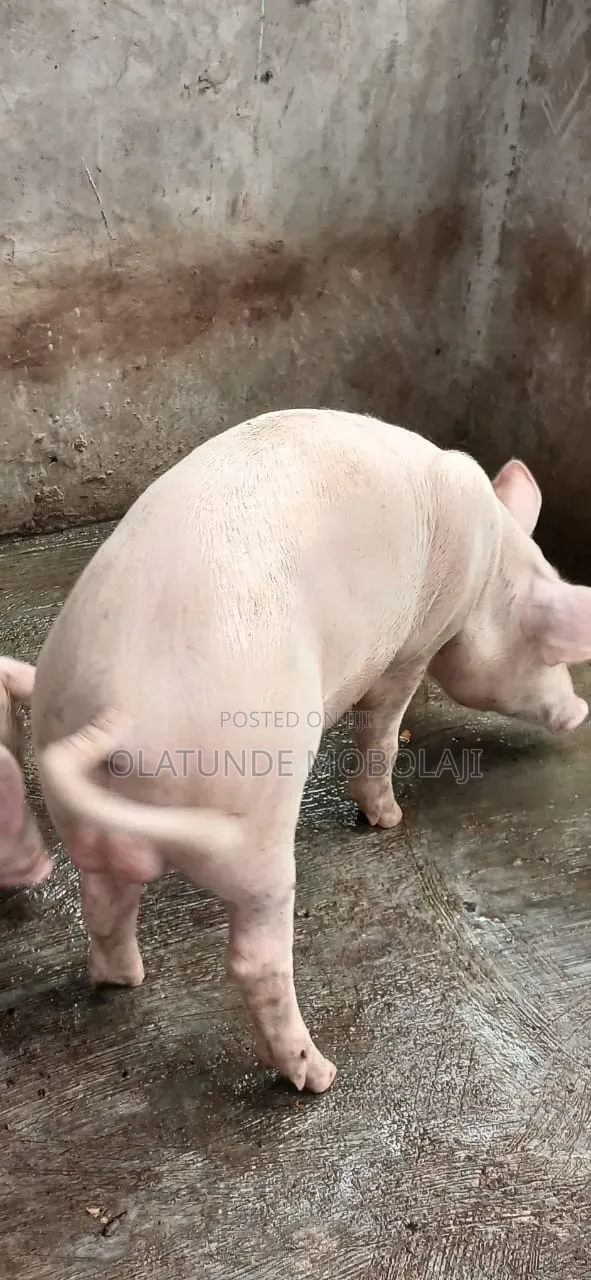 Weaners, Growers and Pregnant Pigs for Sale