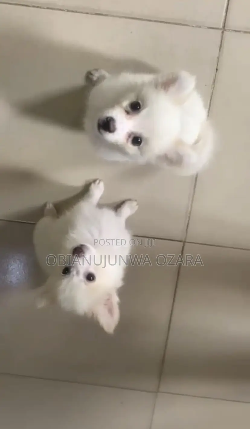 1-3 months Female Purebred American Eskimo