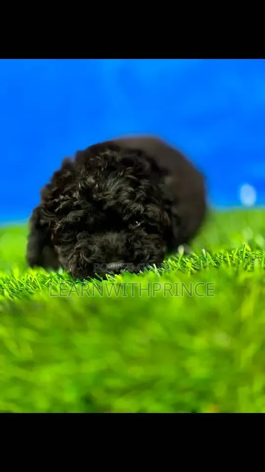 1-3 months Female Purebred Poodle