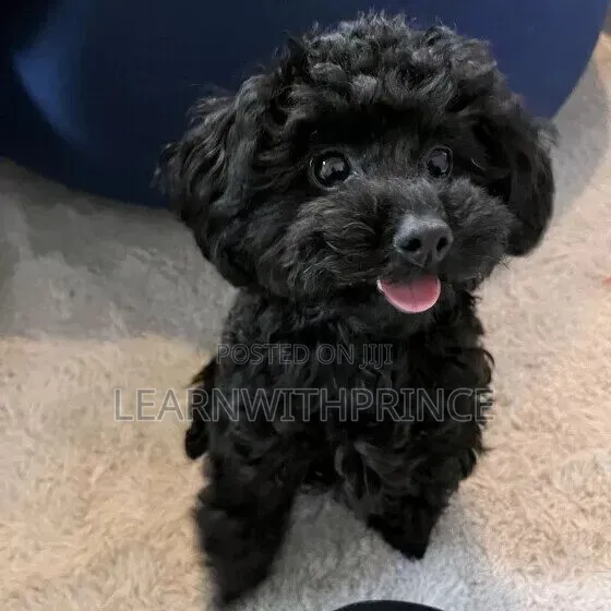 1-3 months Female Purebred Poodle