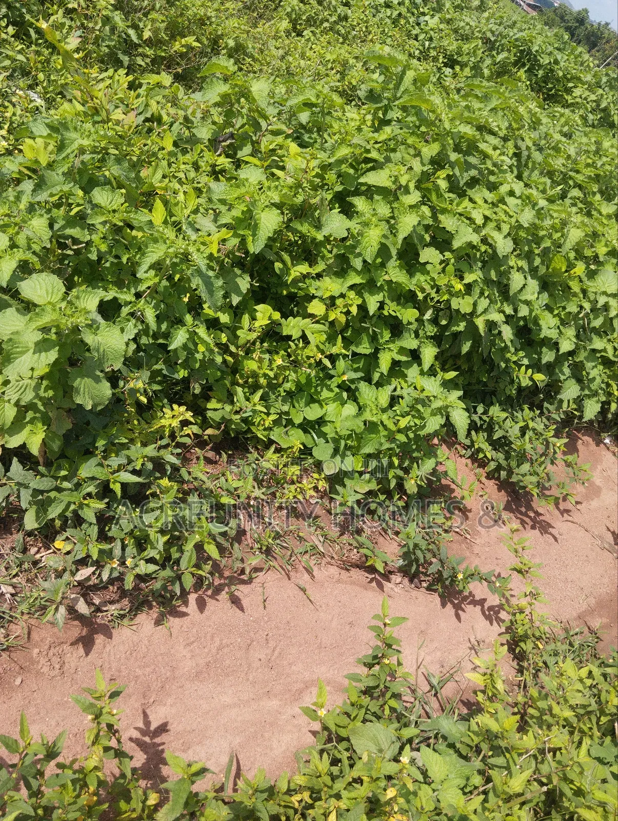 4000acres of Fertile Farmland for Sale at Komu, Itesiwaju Lg Oyo State