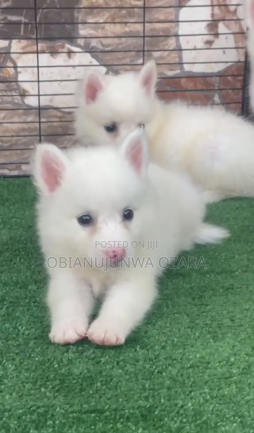 1-3 months Female Purebred American Eskimo