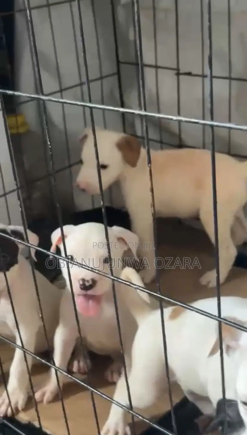 1-3 months Female Purebred American Pit Bull Terrier