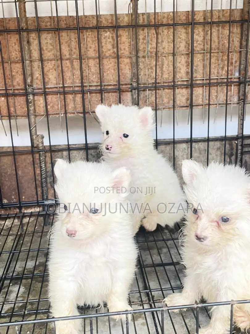 1-3 months Male Purebred American Eskimo