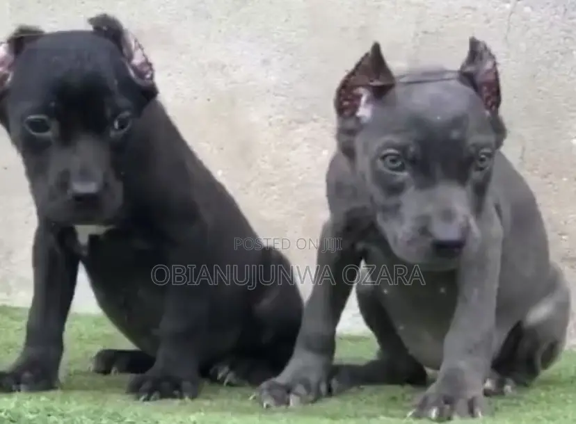 1-3 months Female Purebred Cane Corso