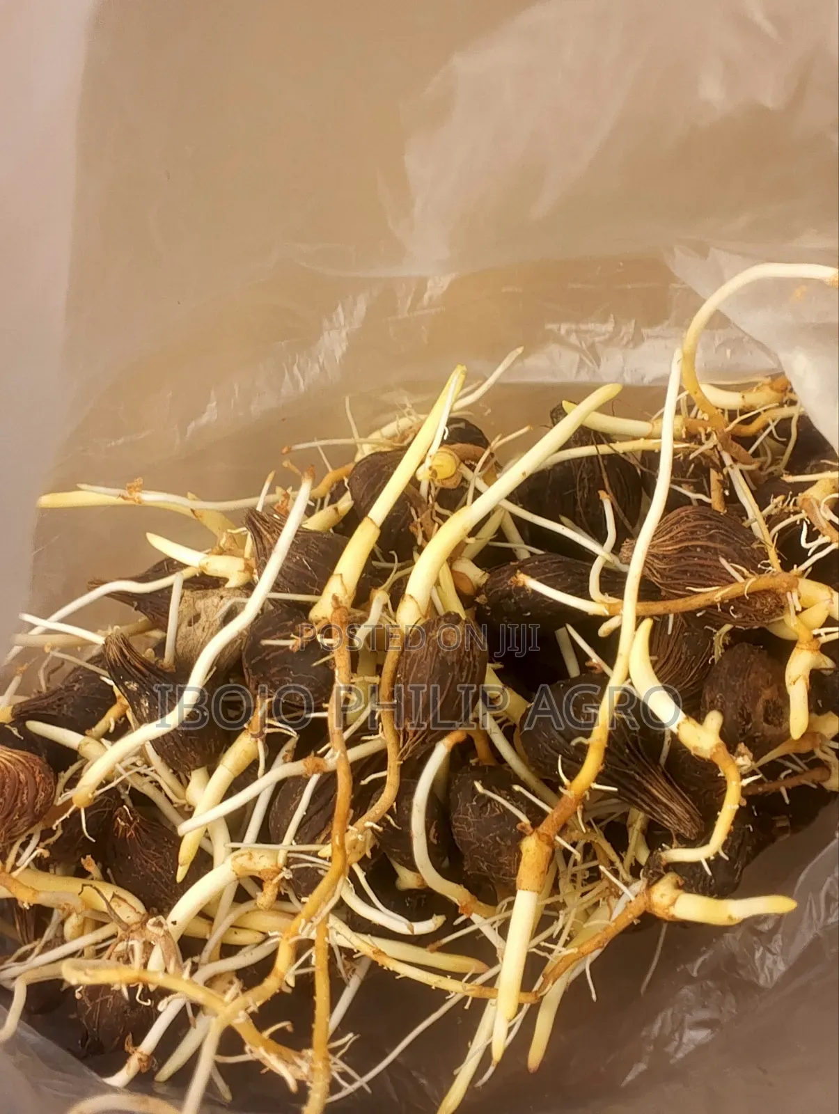 Hybrid Tenera Palm Seeding, Malaysia Supergen Sprouted Seeds,