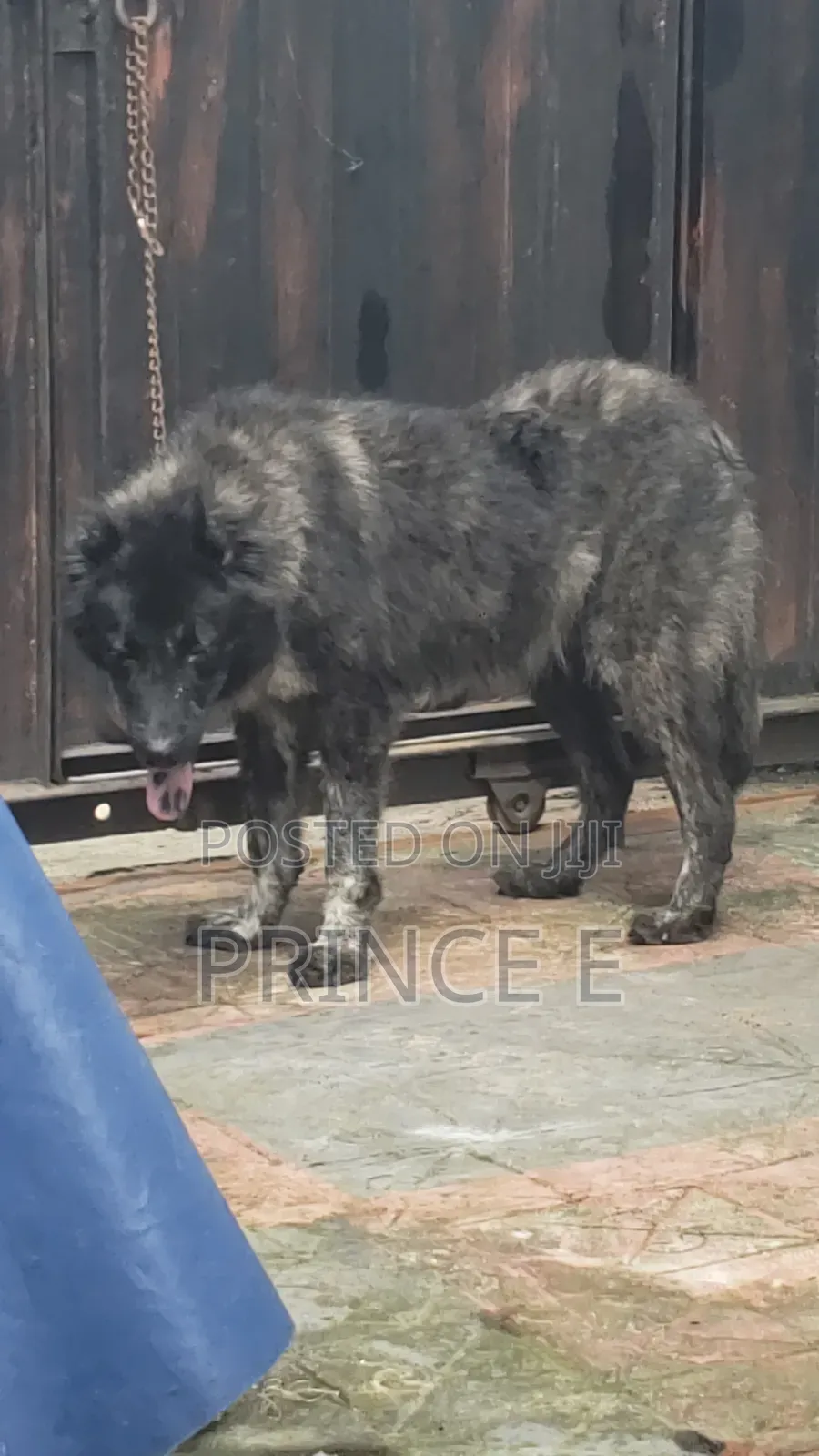 1+ year Female Purebred Caucasian Shepherd