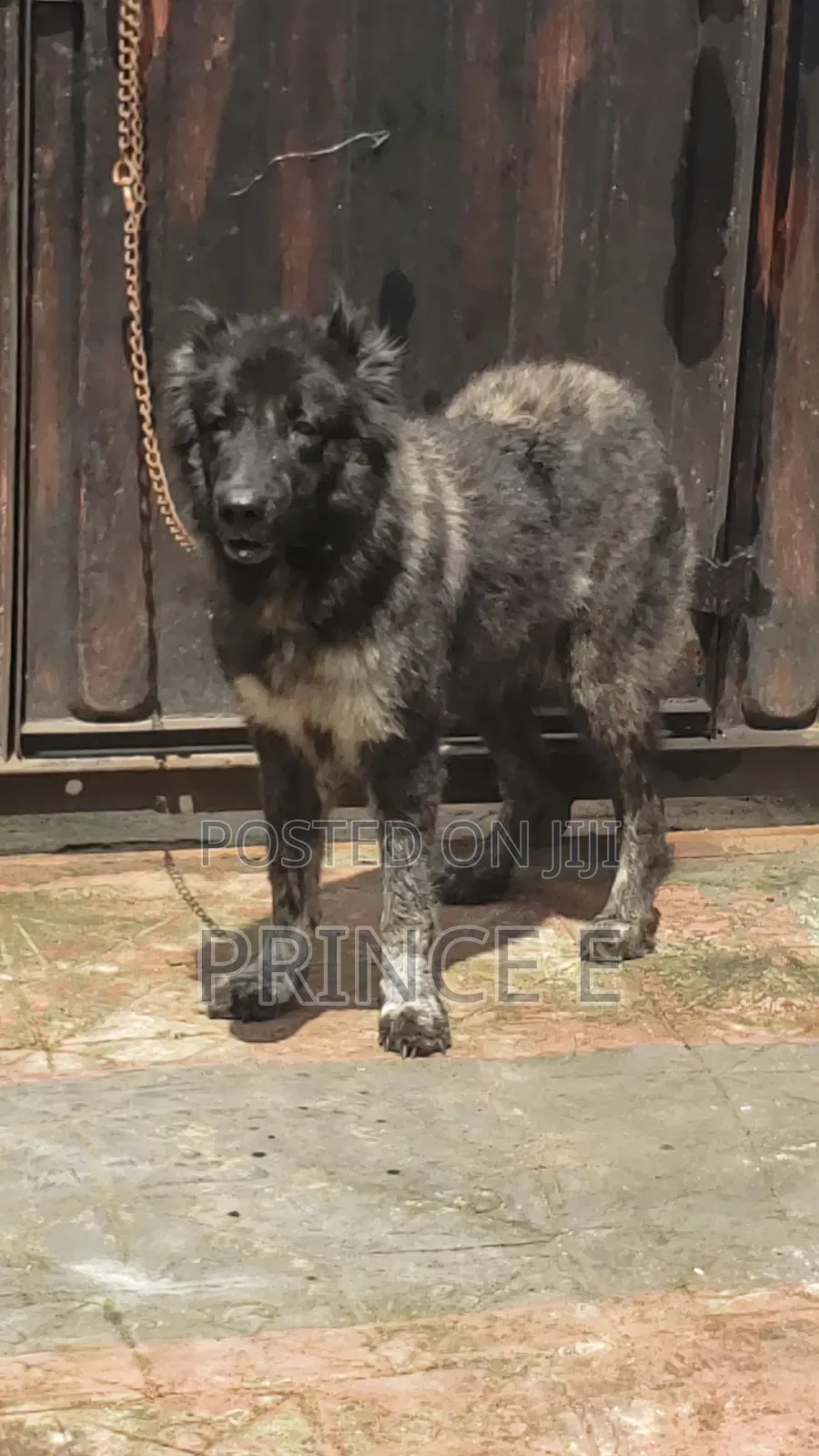 1+ year Female Purebred Caucasian Shepherd