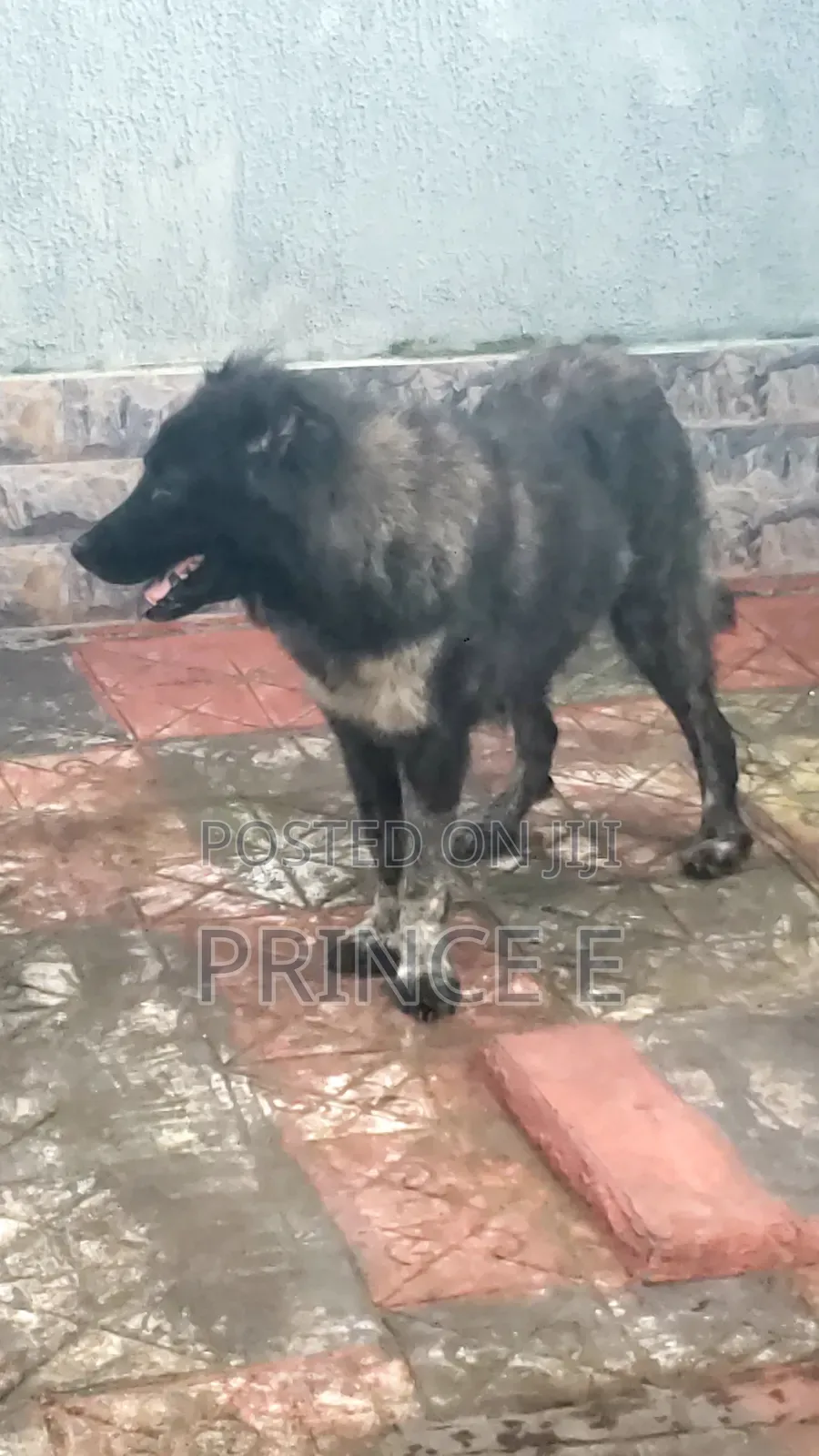 1+ year Female Purebred Caucasian Shepherd