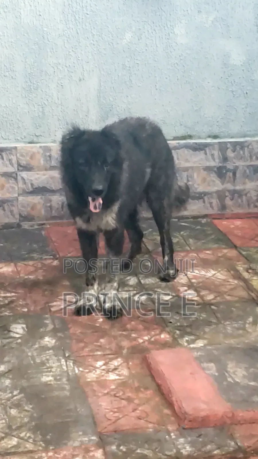 1+ year Female Purebred Caucasian Shepherd