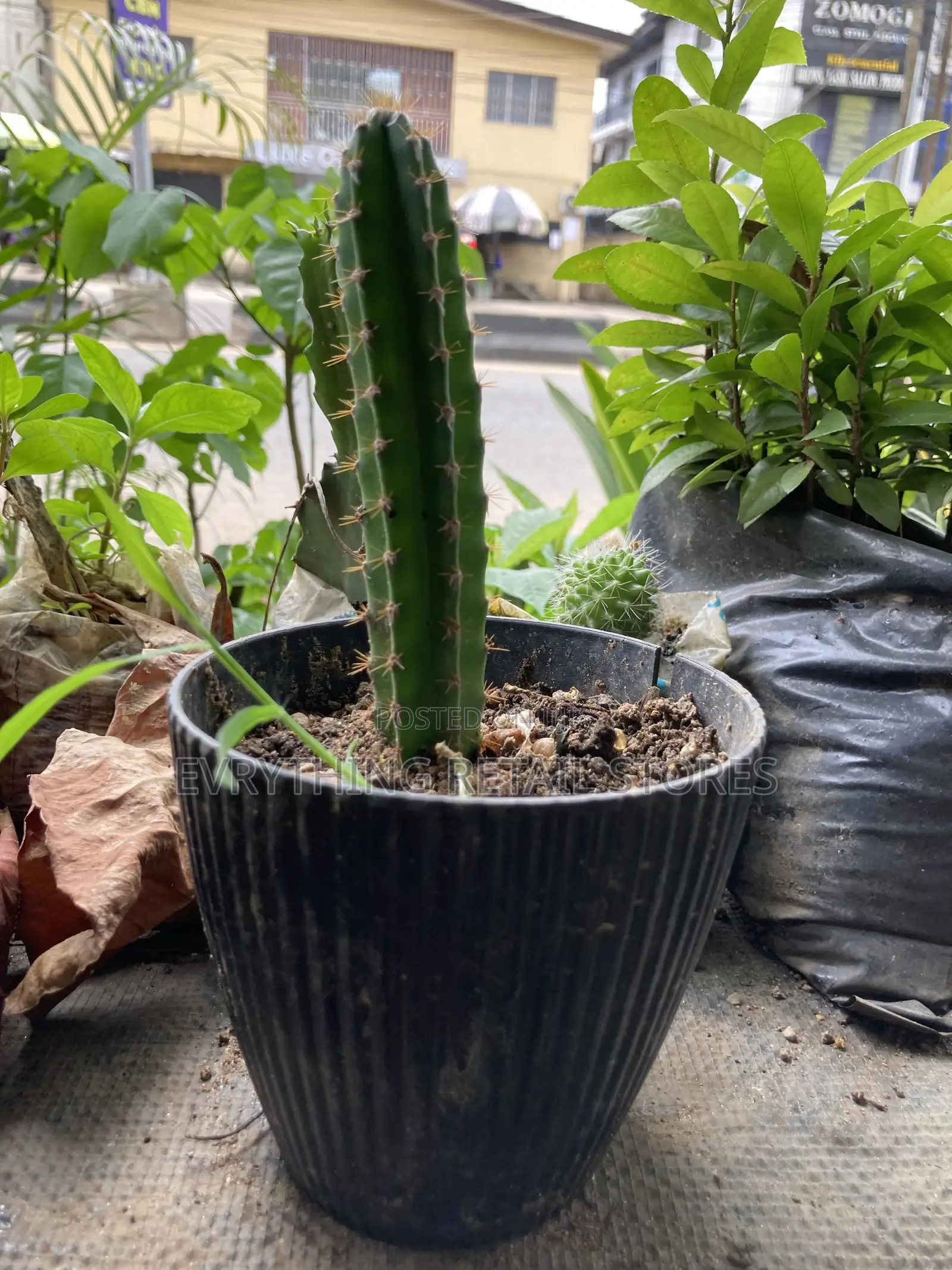 Fresh Live Small Cactus Plant for Sale in Lagos, Nigeria
