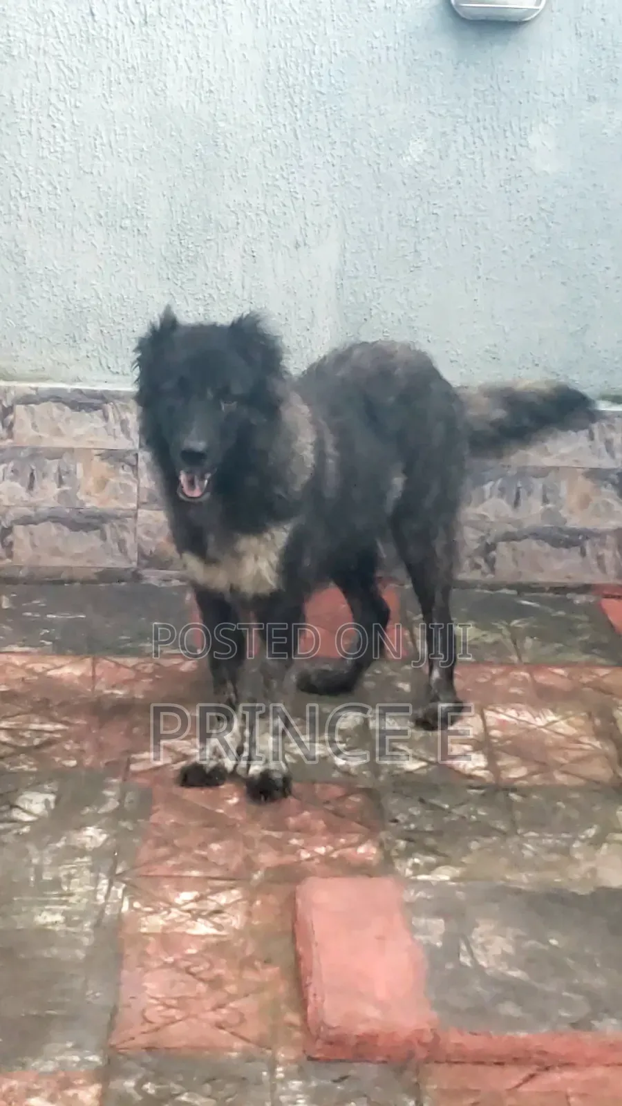 1+ year Female Purebred Caucasian Shepherd