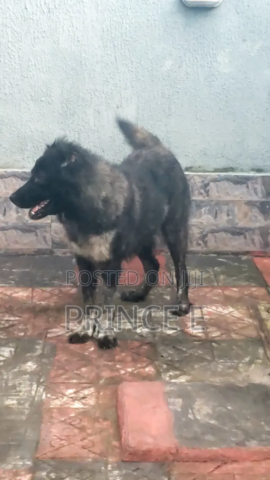1+ year Female Purebred Caucasian Shepherd