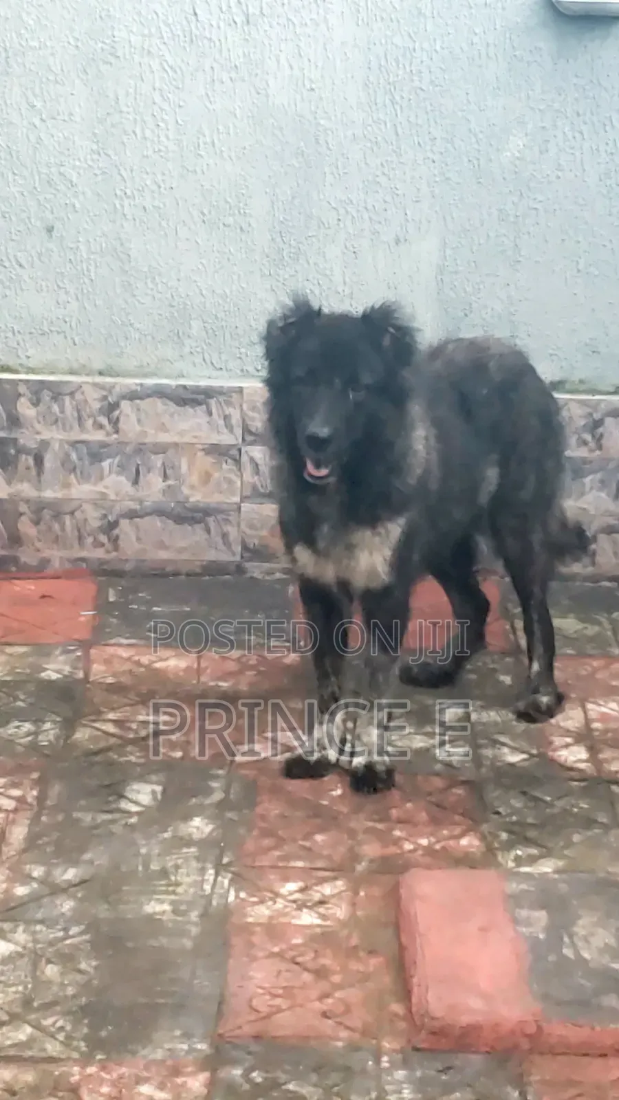 1+ year Female Purebred Caucasian Shepherd