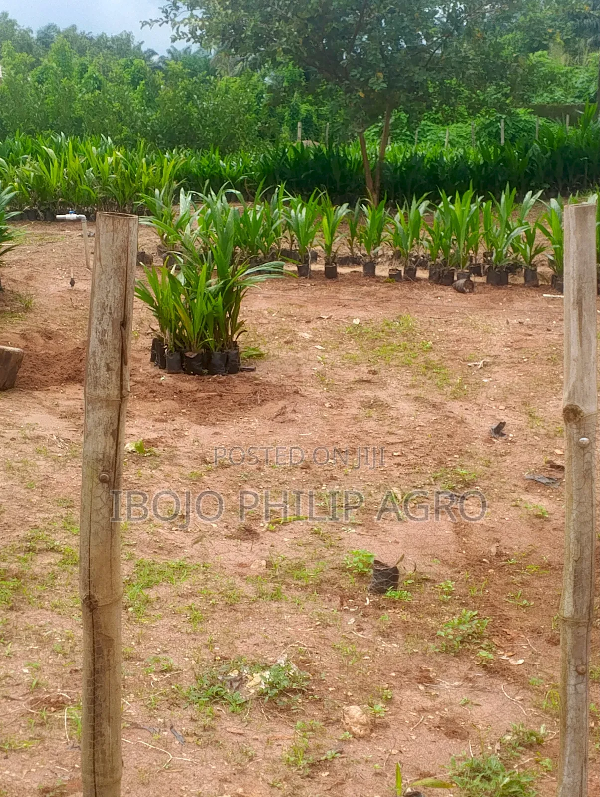 Hybrid Palm Seedling Tenera, Supergen, Coconut