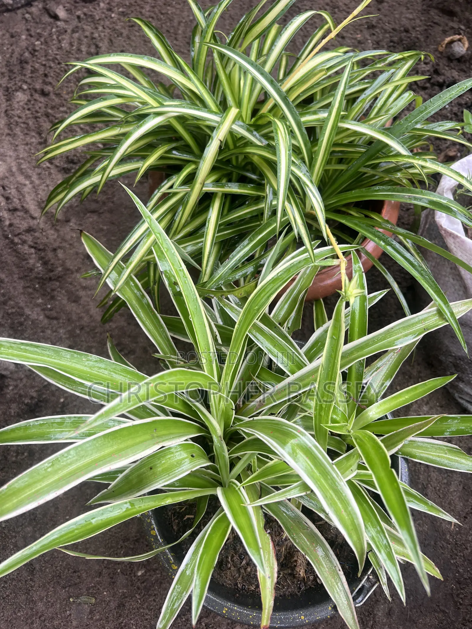 Variegated Spider Plants (Chlorophytum Comosum).
