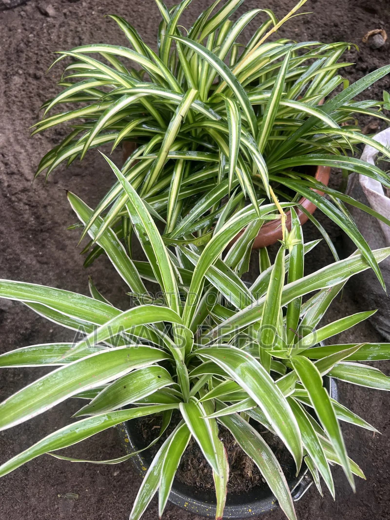 Variegated Spider Plants (Chlorophytum Comosum).