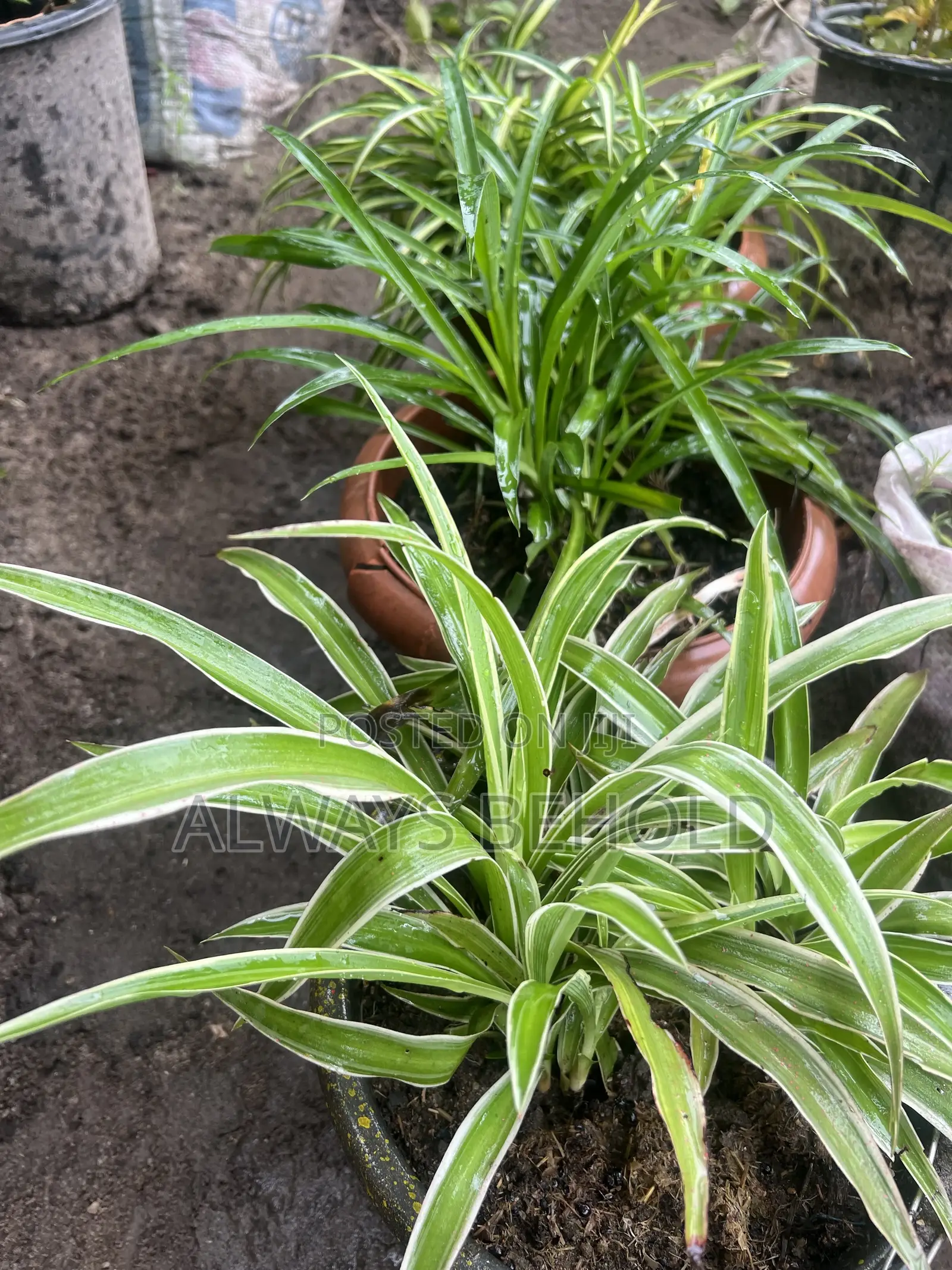 Variegated Spider Plants (Chlorophytum Comosum).