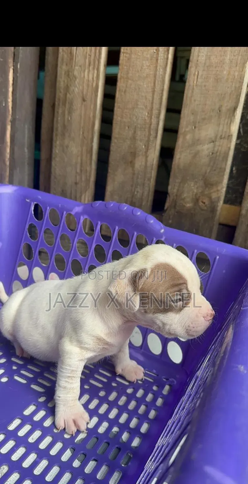 1-3 months Male Purebred American Pit Bull Terrier