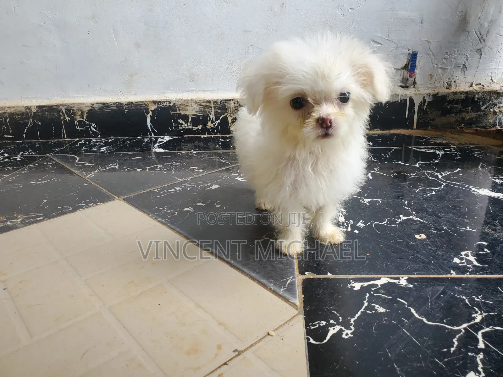 1-3 months Female Purebred Lhasa Apso