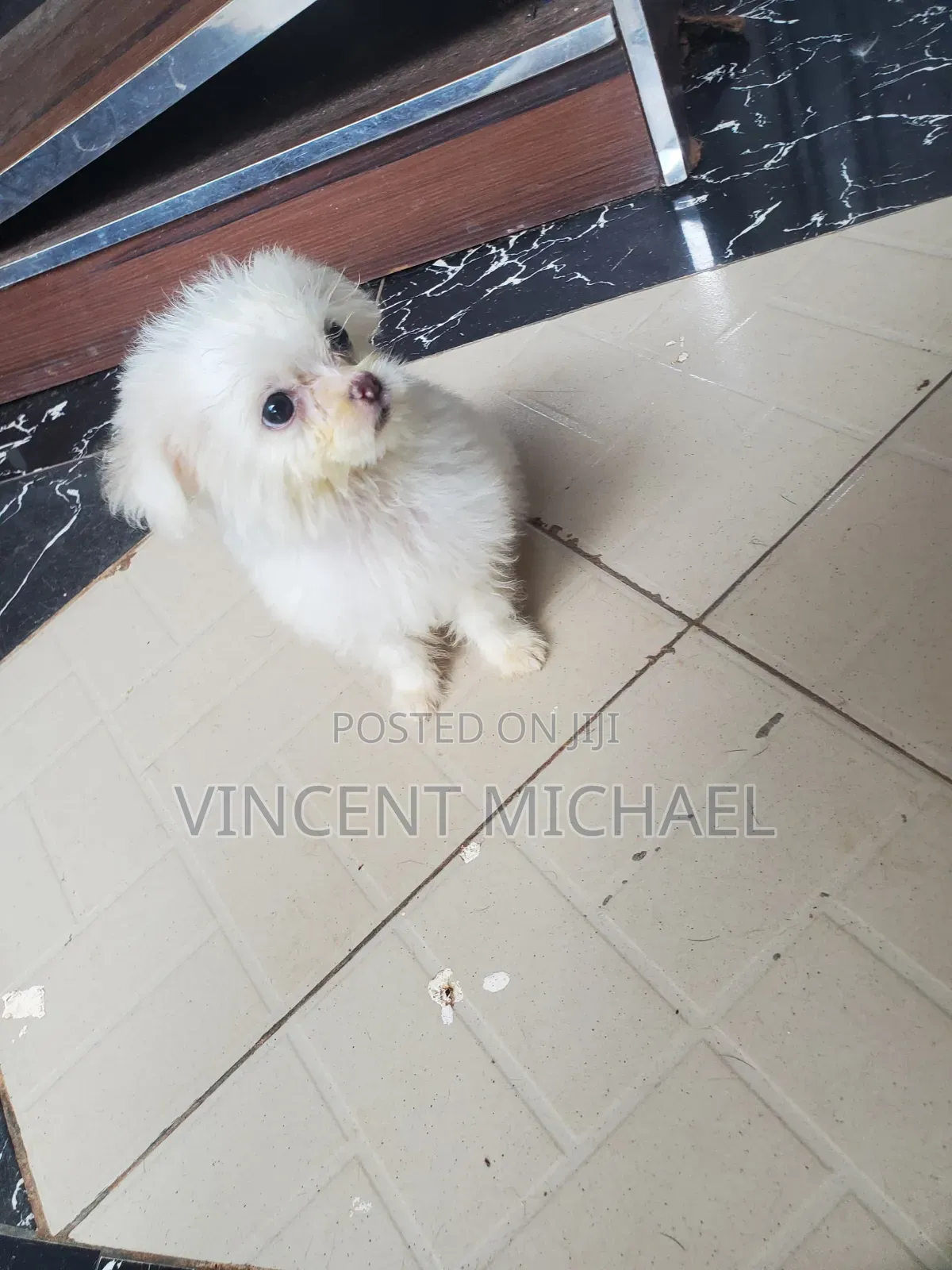 1-3 months Female Purebred Lhasa Apso