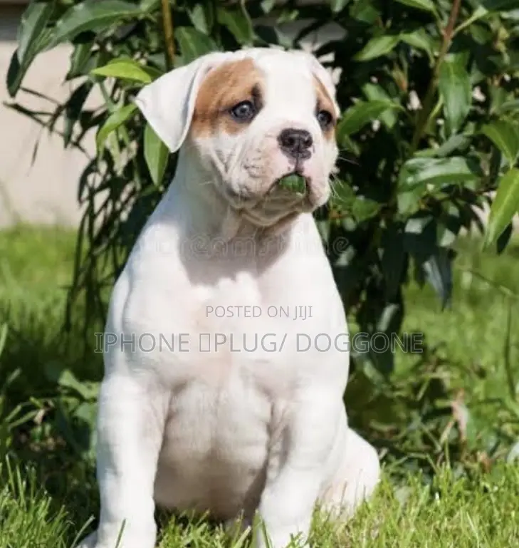 1-3 months Female Purebred Bulldog