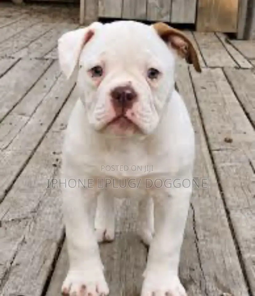 1-3 months Male Purebred Bulldog