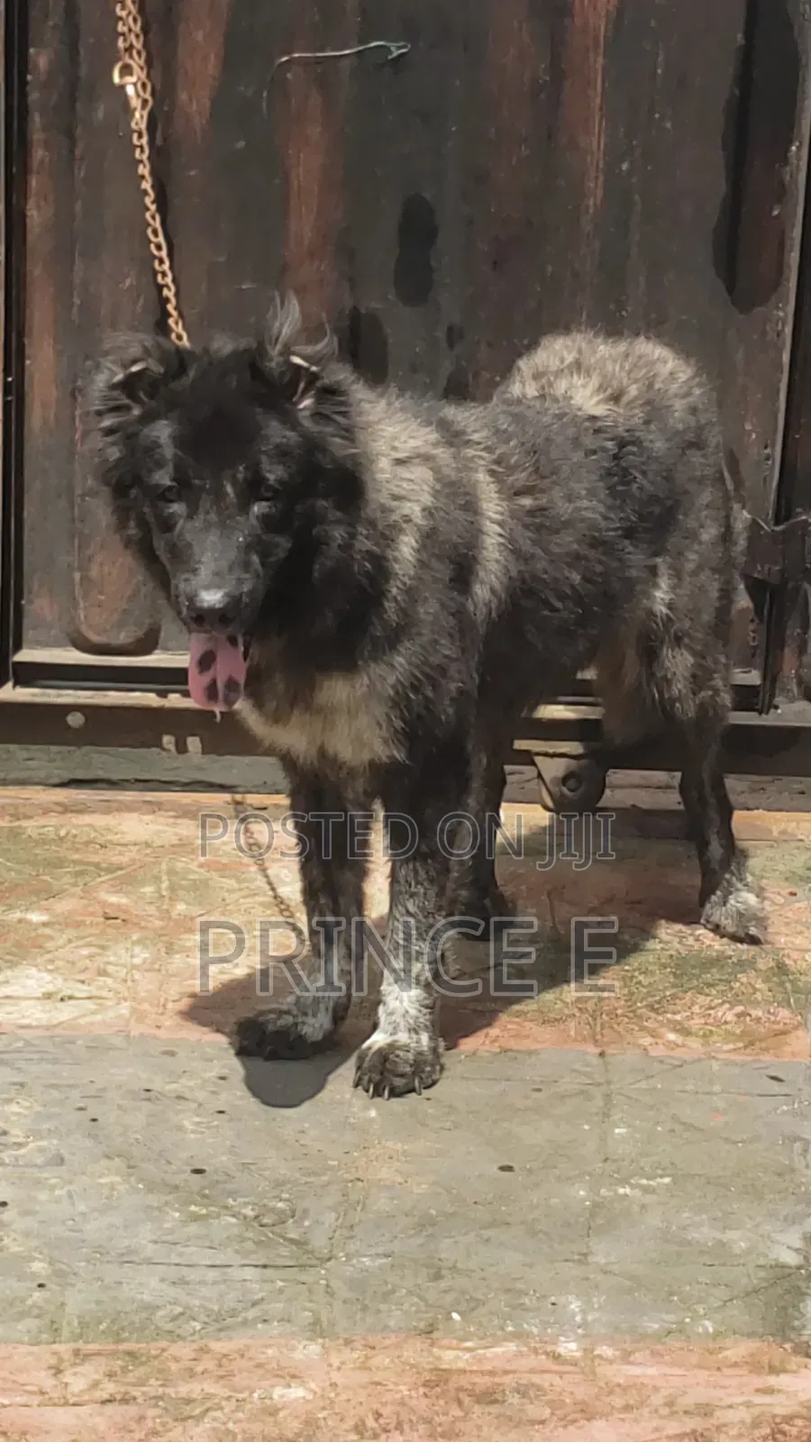 1+ year Female Purebred Caucasian Shepherd