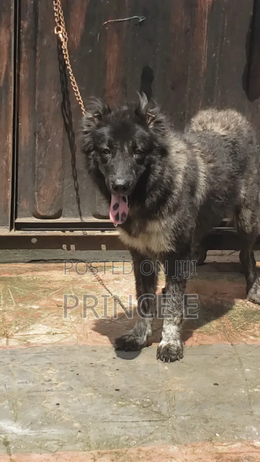 1+ year Female Purebred Caucasian Shepherd