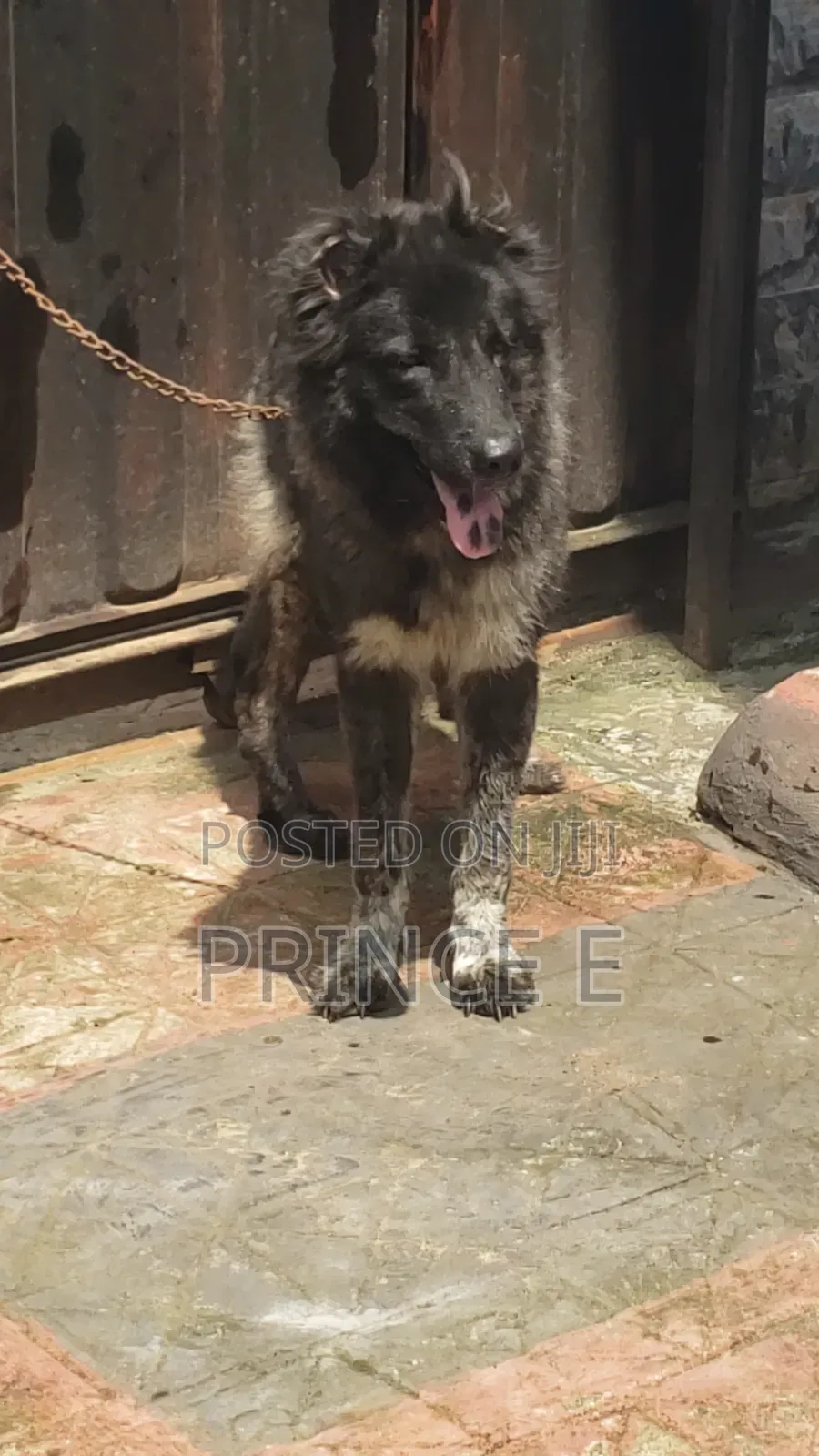 1+ year Female Purebred Caucasian Shepherd