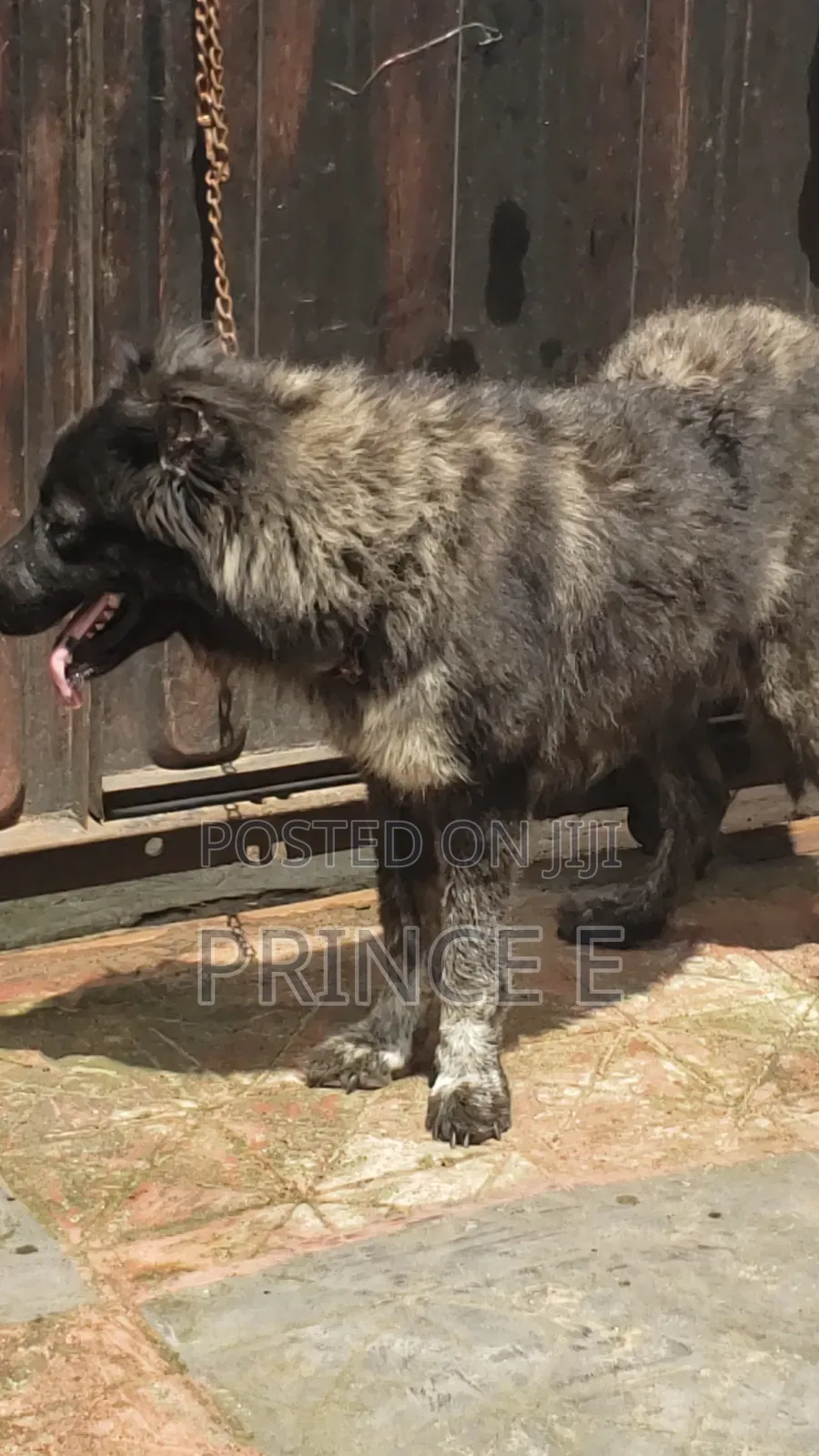 1+ year Female Purebred Caucasian Shepherd