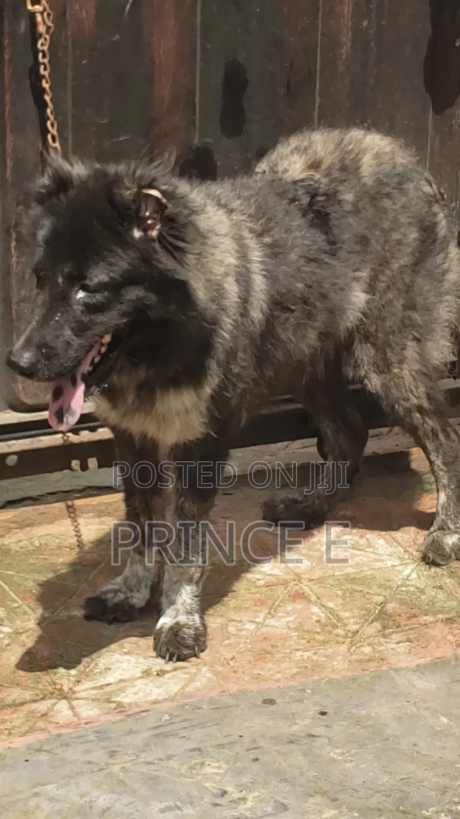 1+ year Female Purebred Caucasian Shepherd