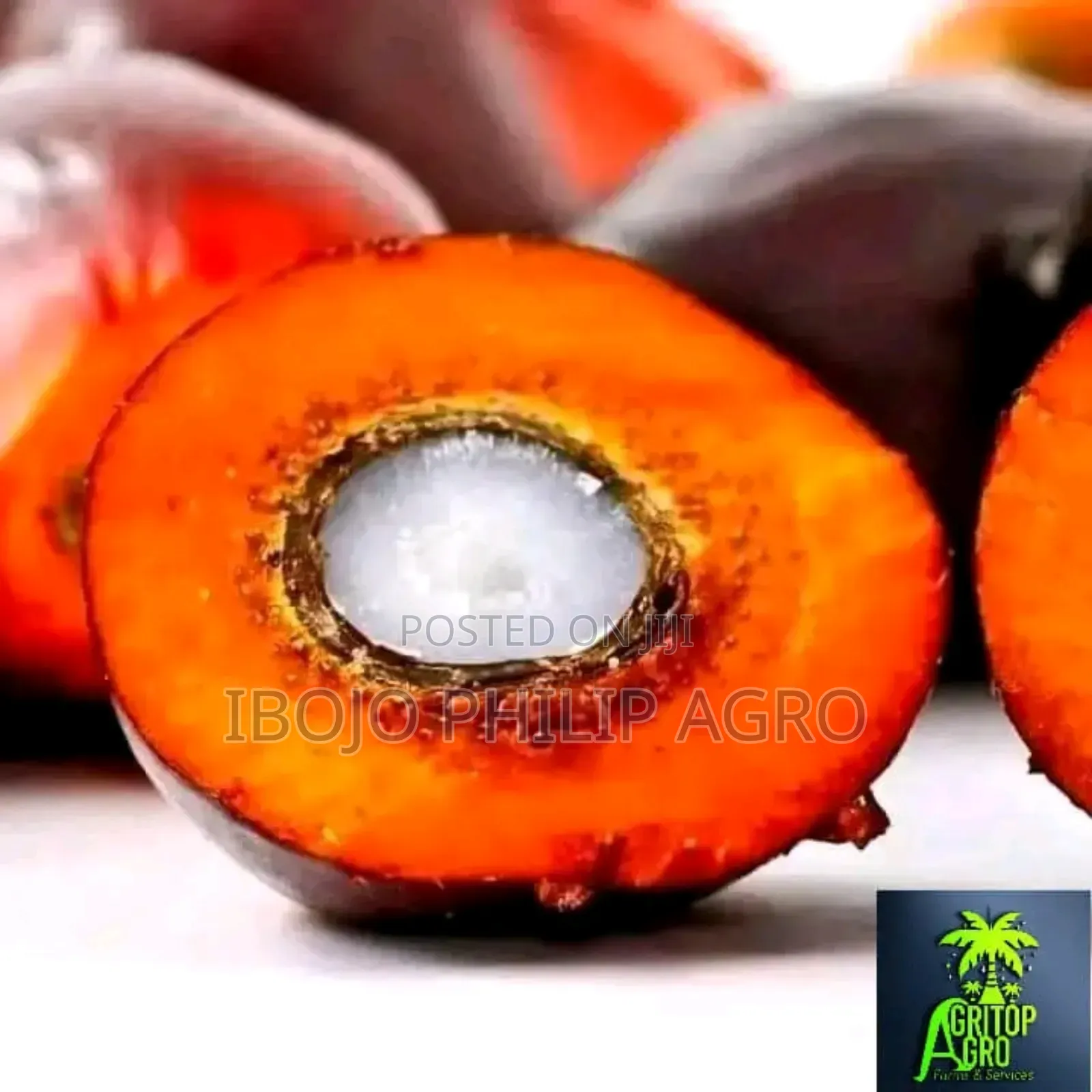 Hybrid Malaysia Supergen Palm Seedling, Banana Seedling. Sprouted