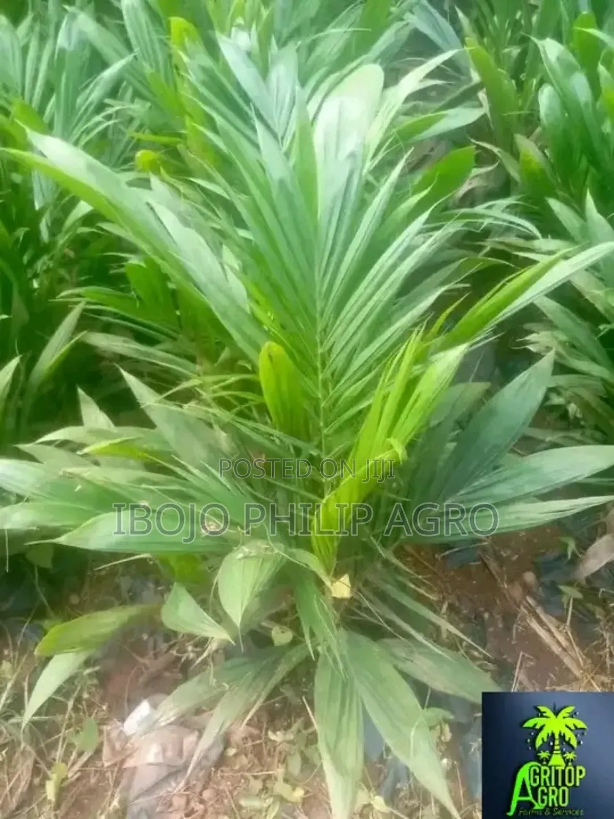 Hybrid Malaysia Supergen Palm Seedling, Banana Seedling. Sprouted