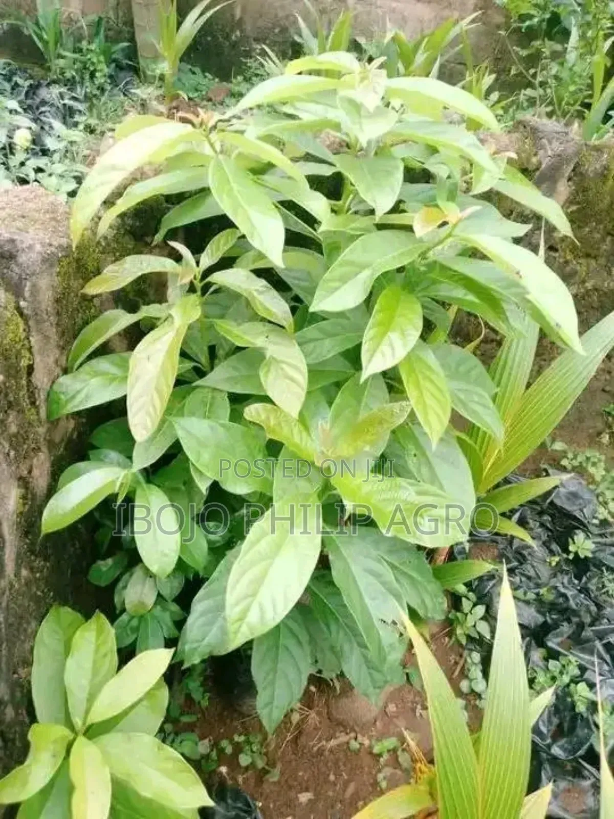 Hybrid Malaysia Supergen Palm Seedling, Banana Seedling. Sprouted