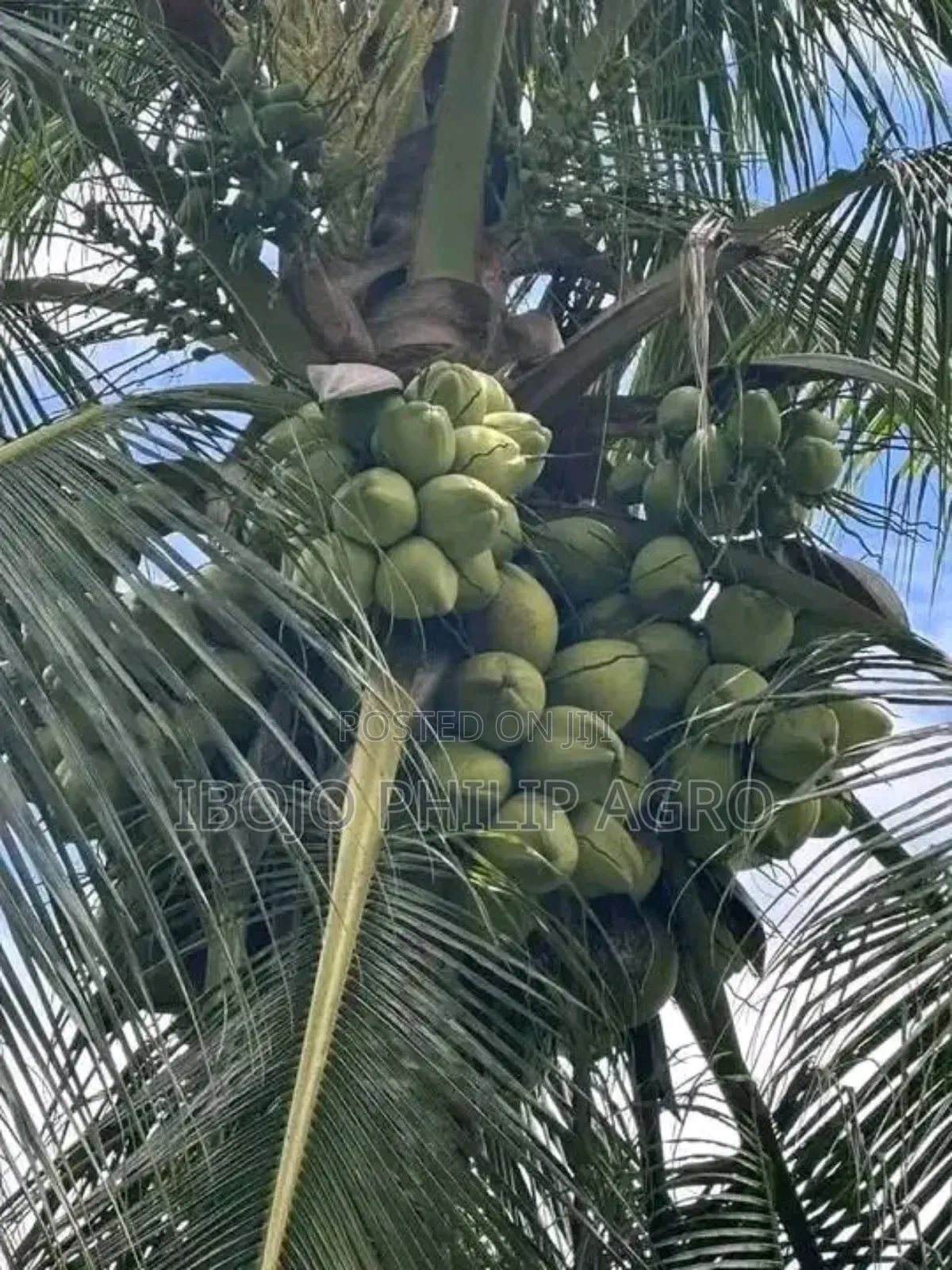 Hybrid Malaysia Supergen Palm Seedling, Banana Seedling. Sprouted