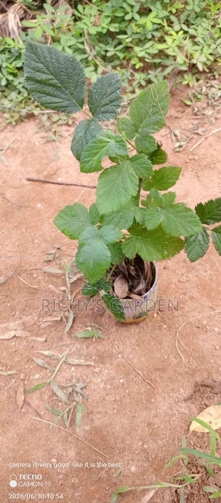 Thornless Blackberry Plant For Sale