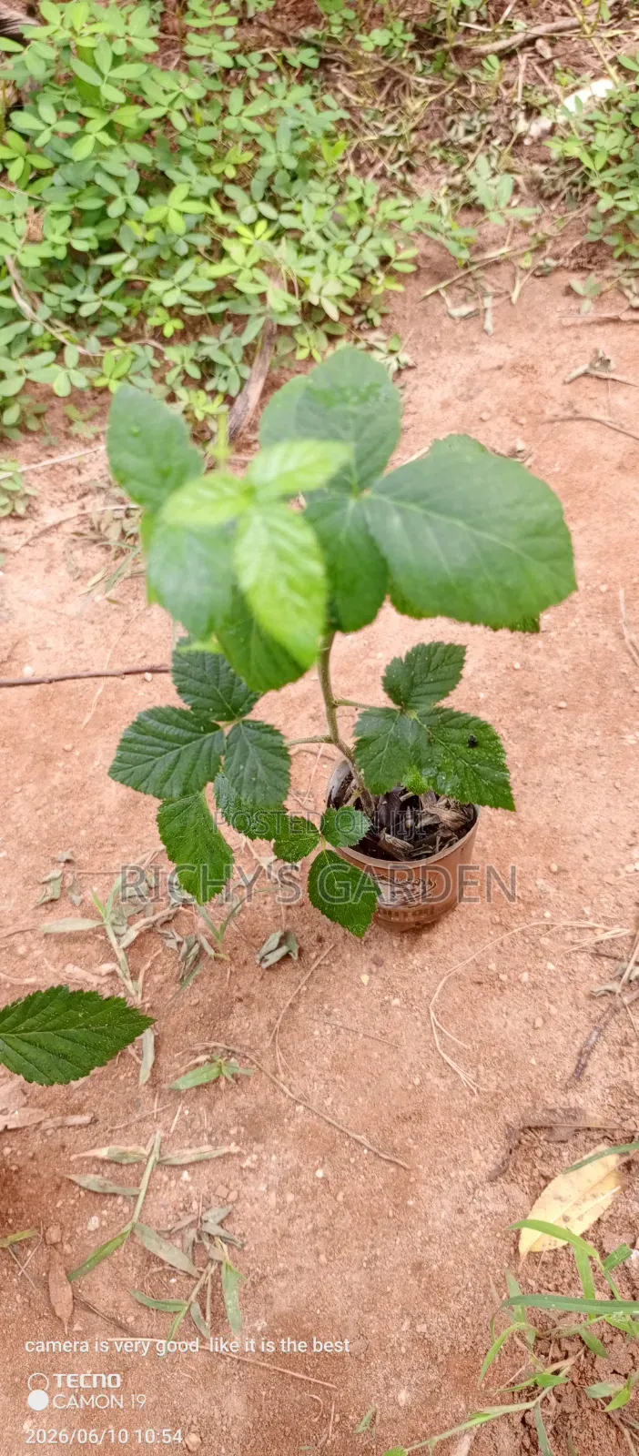 Thornless Blackberry Plant For Sale