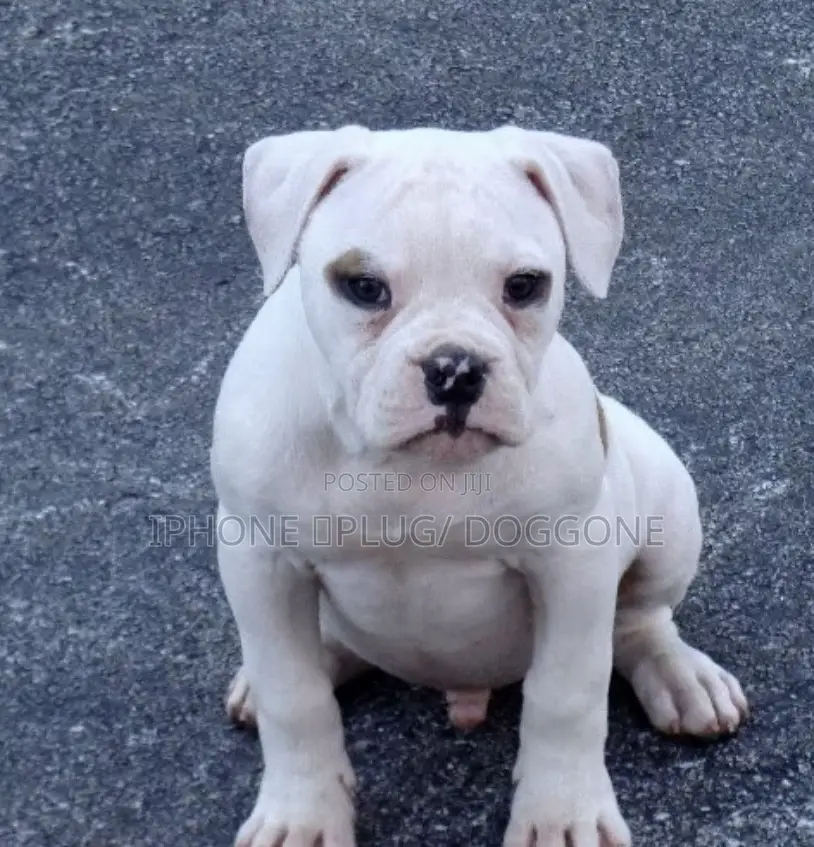 1-3 months Male Purebred American Bulldog