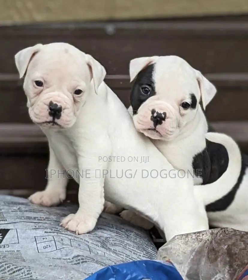 1-3 months Male Purebred American Bulldog