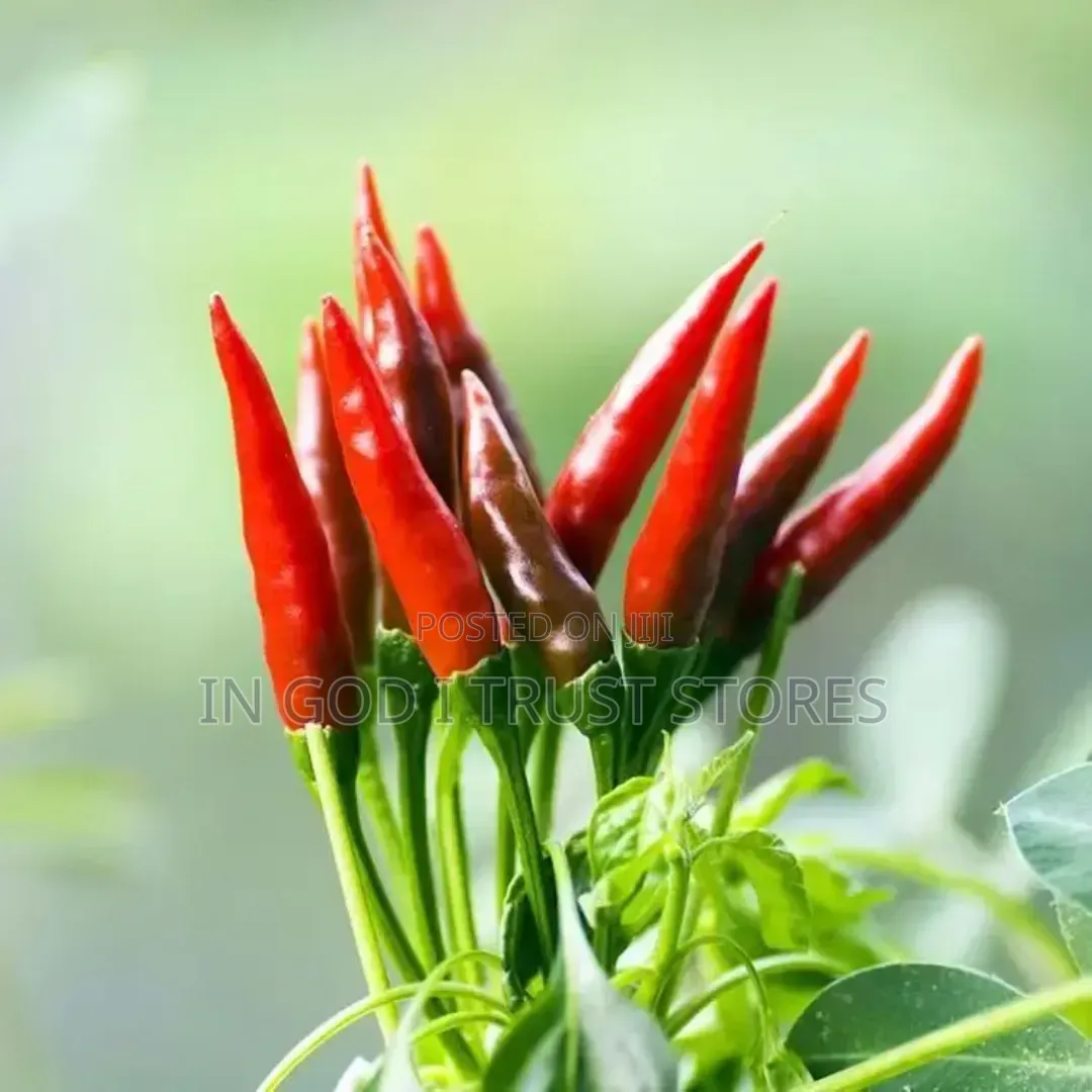 Bird's Eye Chili