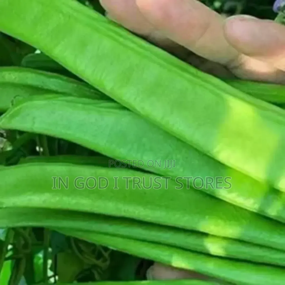 Jack Bean Seeds