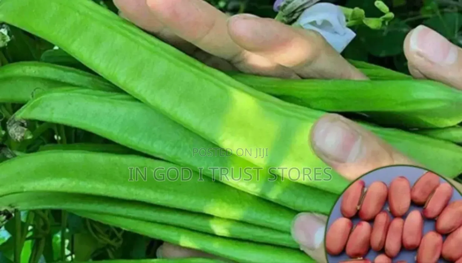 Jack Bean Seeds
