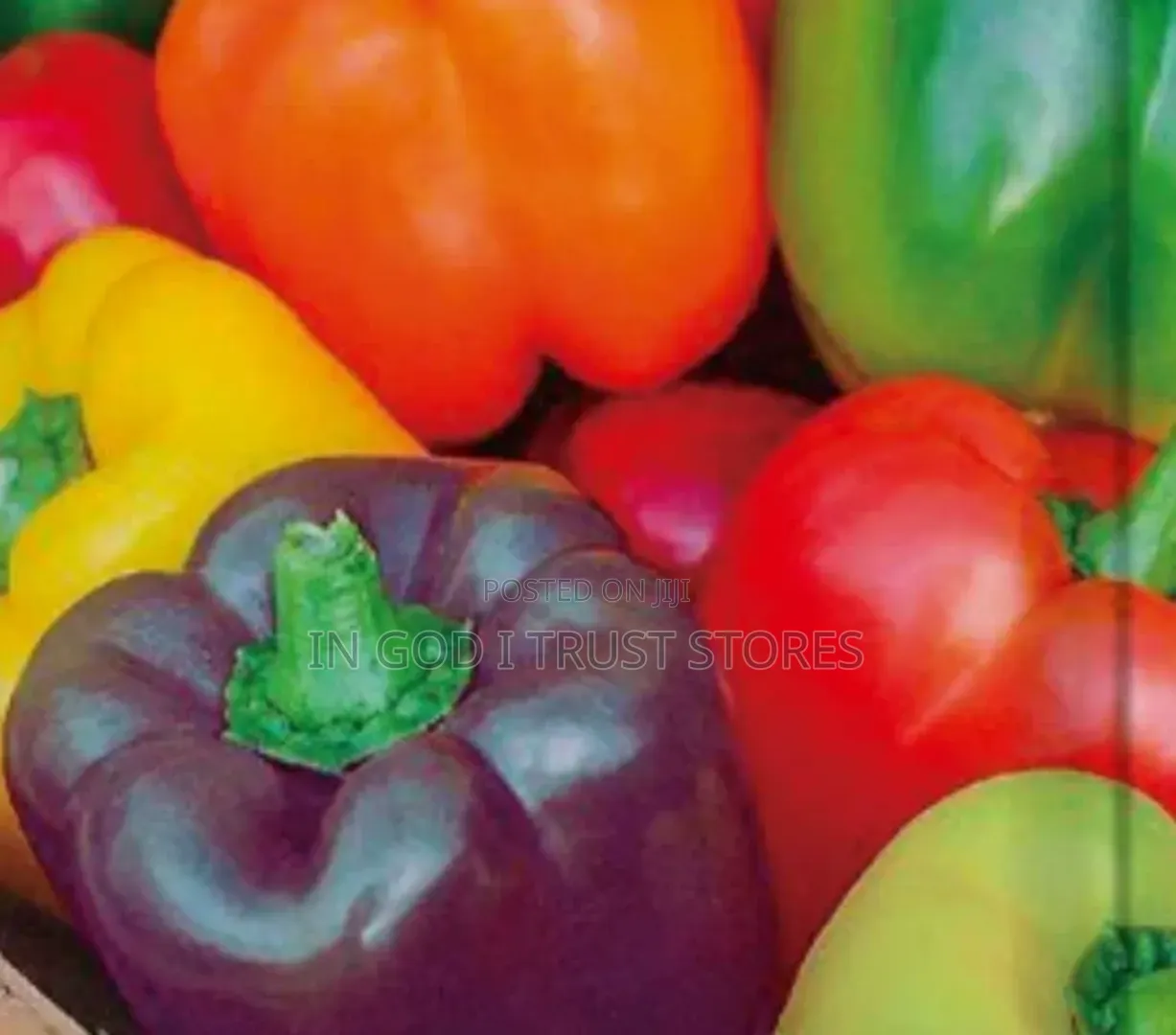 Colored Sweet Pepper Seeds