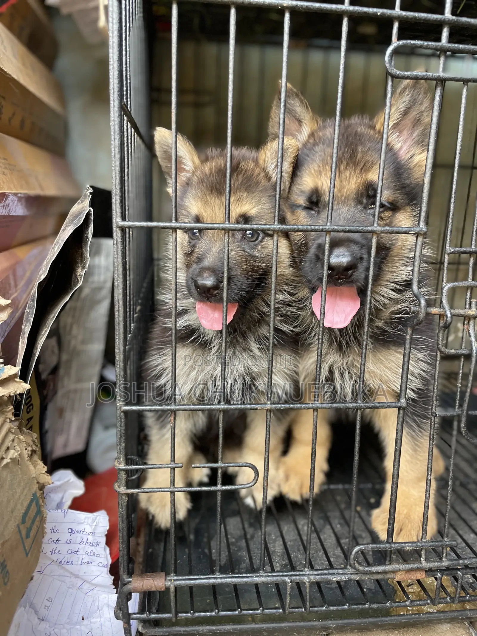 1-3 months Male Purebred German Shepherd