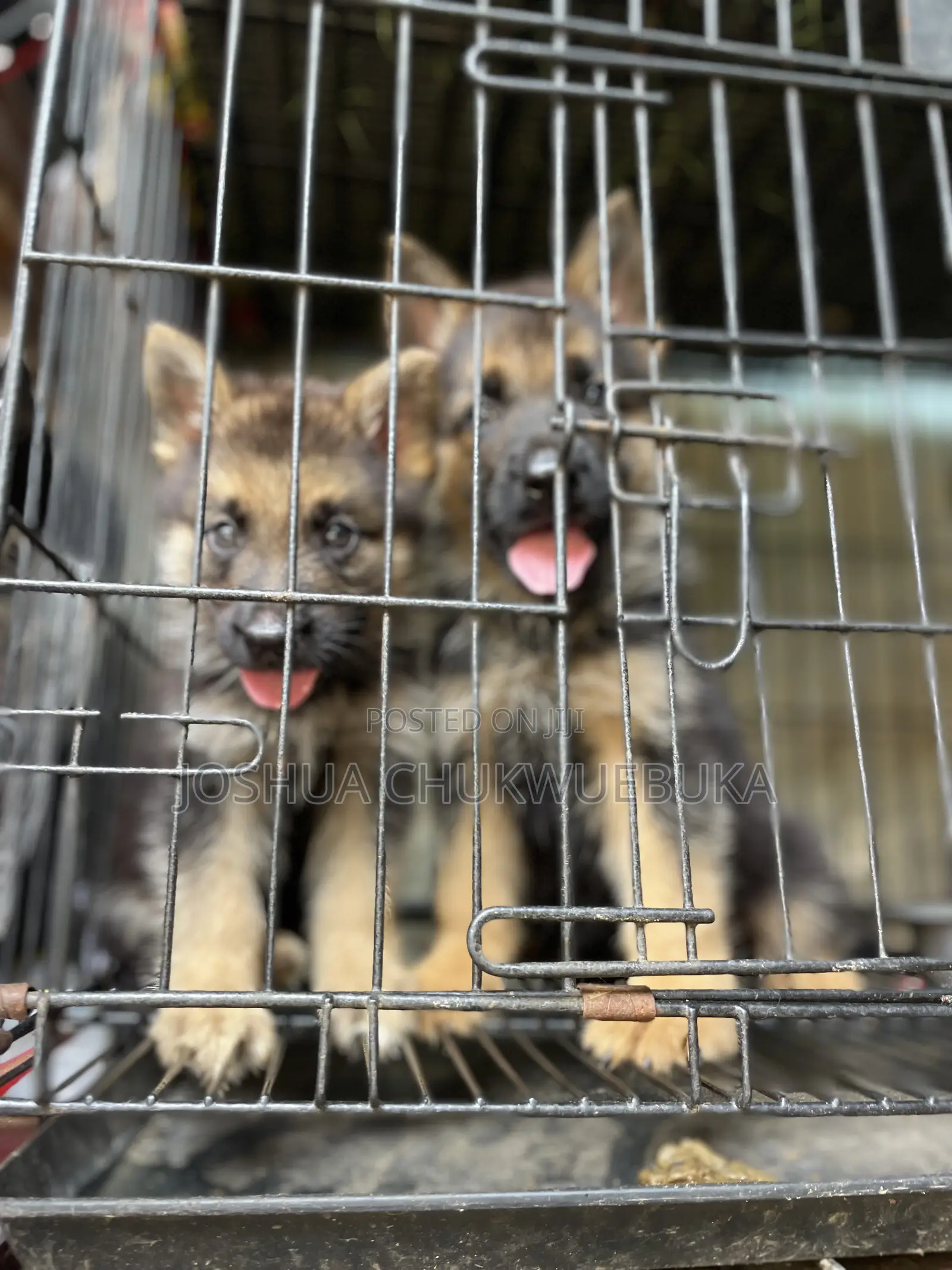 1-3 months Male Purebred German Shepherd