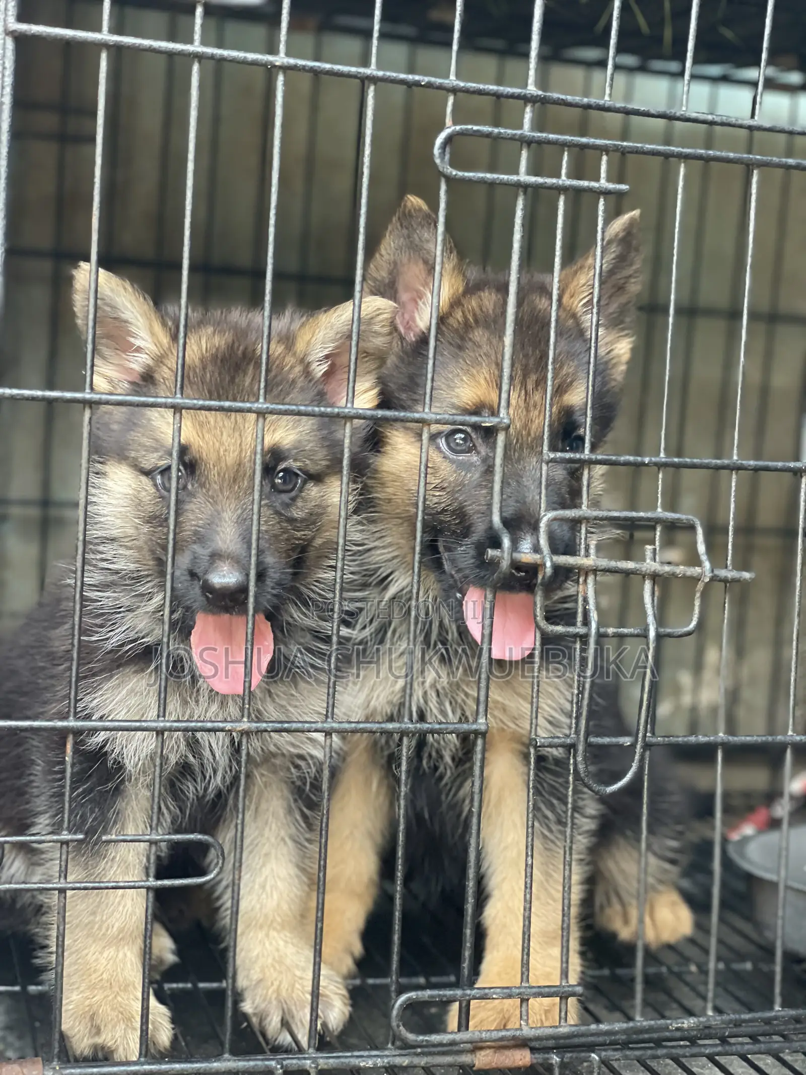 1-3 months Female Purebred German Shepherd