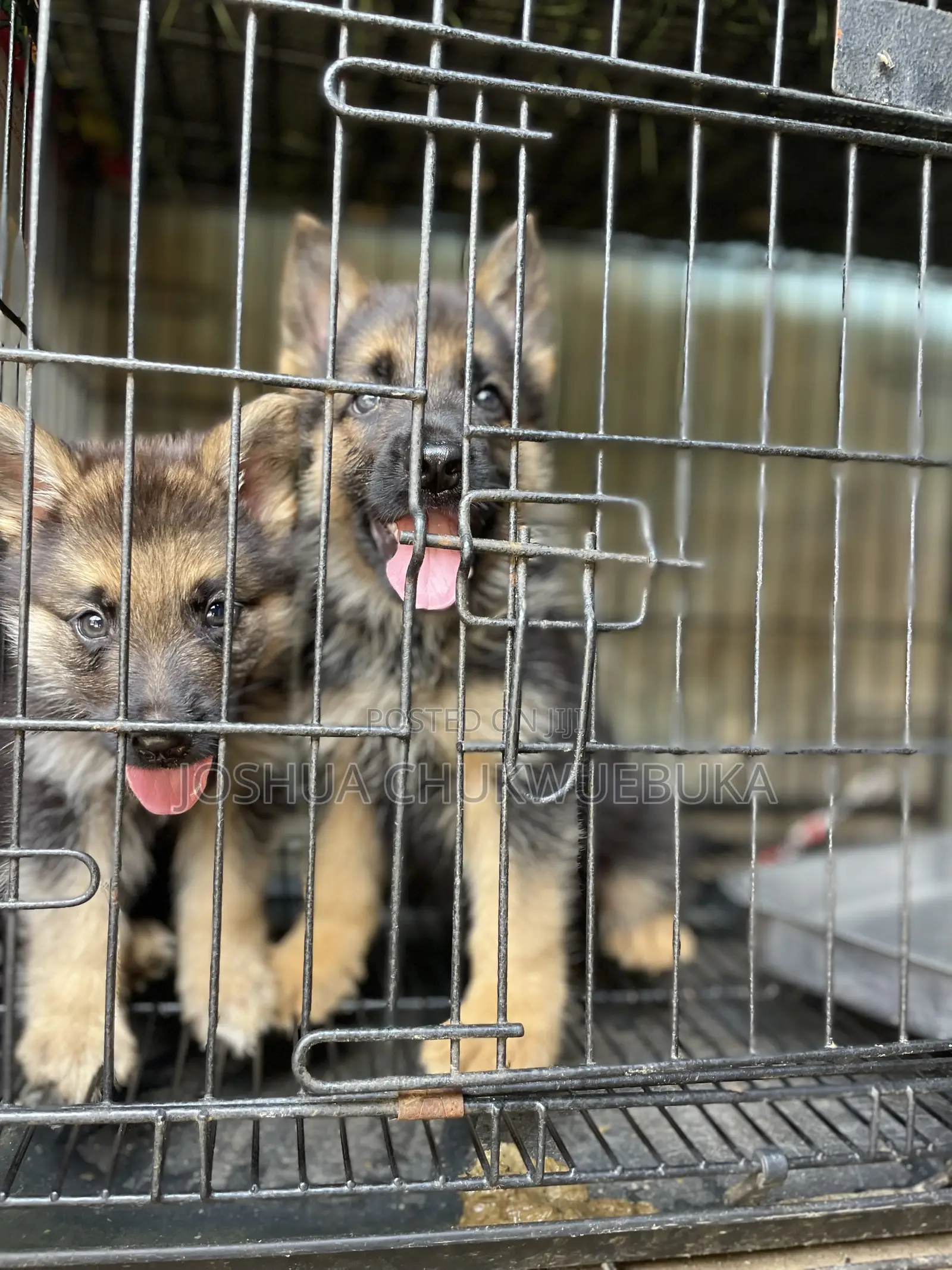 1-3 months Female Purebred German Shepherd