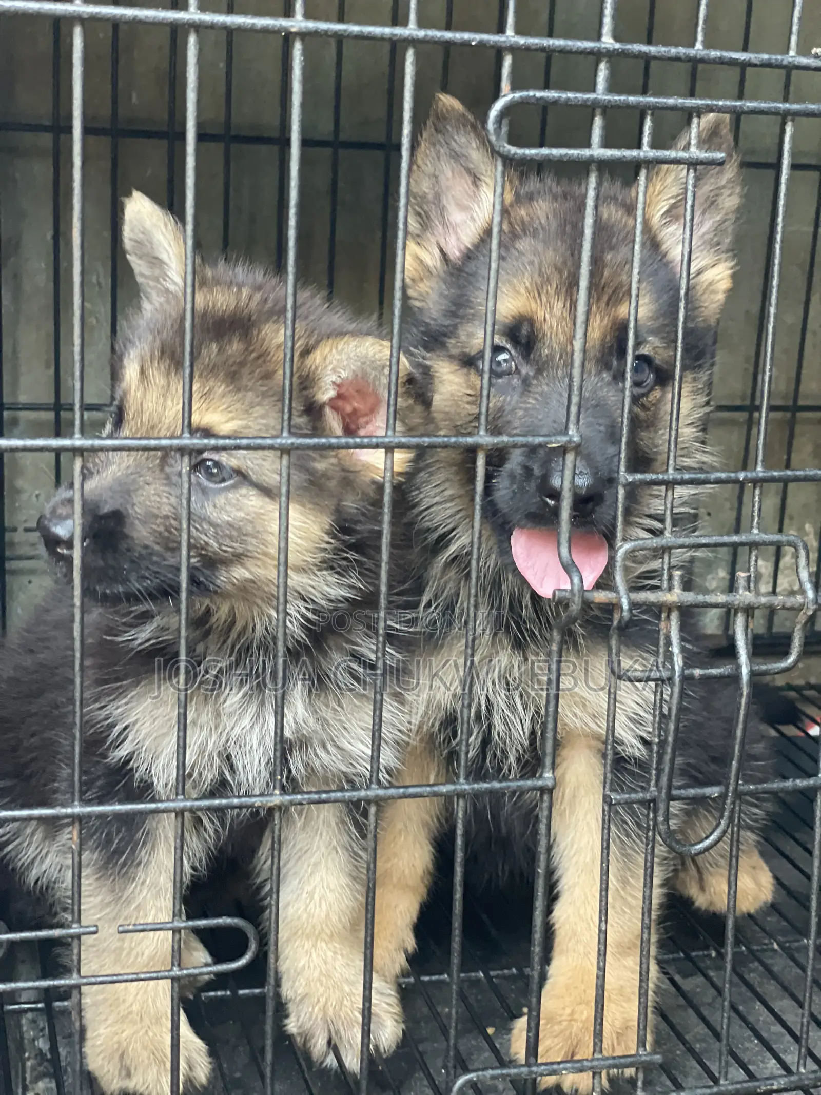 1-3 months Female Purebred German Shepherd